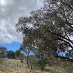 Eucalyptus bridgesiana at Bullen Range - 8 Apr 2023