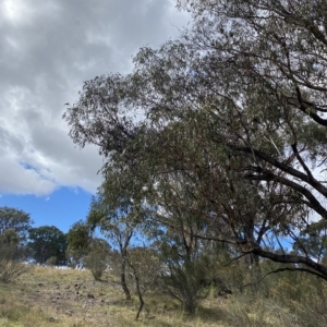Eucalyptus bridgesiana at Paddys River, ACT - 8 Apr 2023