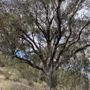 Eucalyptus bridgesiana at Paddys River, ACT - 8 Apr 2023