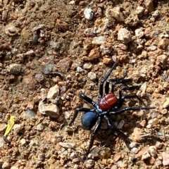 Missulena occatoria (Red-headed Mouse Spider) at Paddys River, ACT - 8 Apr 2023 by Tapirlord