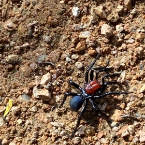 Missulena occatoria at Paddys River, ACT - 8 Apr 2023 11:58 AM