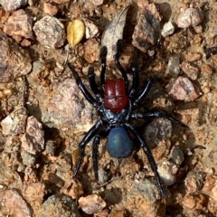 Missulena occatoria at Paddys River, ACT - 8 Apr 2023 11:58 AM