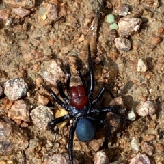 Missulena occatoria at Paddys River, ACT - 8 Apr 2023 11:58 AM