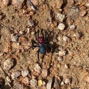 Missulena occatoria at Paddys River, ACT - 8 Apr 2023 11:58 AM