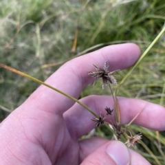 Cyperus lhotskyanus (A Sedge) at Paddys River, ACT - 8 Apr 2023 by Tapirlord