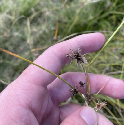 Cyperus lhotskyanus (A Sedge) at Paddys River, ACT - 8 Apr 2023 by Tapirlord