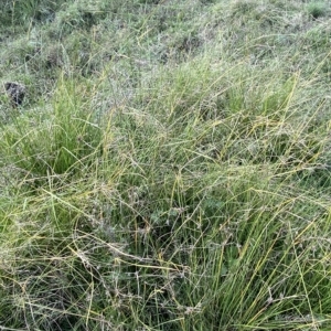 Cyperus lhotskyanus at Paddys River, ACT - 8 Apr 2023 11:54 AM