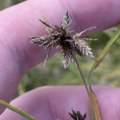 Cyperus lhotskyanus at Paddys River, ACT - 8 Apr 2023 11:54 AM