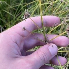 Cyperus lhotskyanus at Paddys River, ACT - 8 Apr 2023 11:54 AM