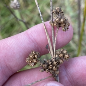 Juncus vaginatus at Paddys River, ACT - 8 Apr 2023 11:51 AM