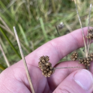 Juncus vaginatus at Paddys River, ACT - 8 Apr 2023 11:51 AM