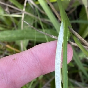 Juncus vaginatus at Paddys River, ACT - 8 Apr 2023 11:51 AM