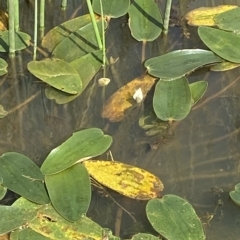 Ottelia ovalifolia subsp. ovalifolia (Swamp Lily) at Paddys River, ACT - 8 Apr 2023 by Tapirlord