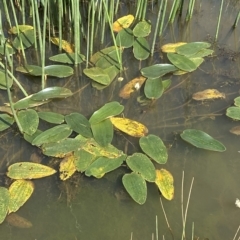 Ottelia ovalifolia subsp. ovalifolia at Paddys River, ACT - 8 Apr 2023 11:50 AM