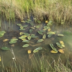 Ottelia ovalifolia subsp. ovalifolia at Paddys River, ACT - 8 Apr 2023