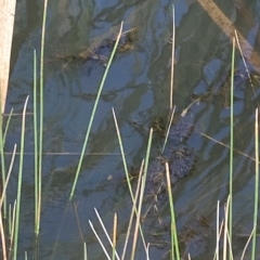 Potamogeton ochreatus (Blunt Pondweed) at Paddys River, ACT - 8 Apr 2023 by Tapirlord