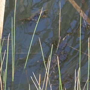 Potamogeton ochreatus at Paddys River, ACT - 8 Apr 2023