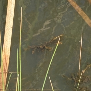 Potamogeton ochreatus at Paddys River, ACT - 8 Apr 2023 11:48 AM