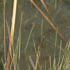 Potamogeton ochreatus at Paddys River, ACT - 8 Apr 2023 11:48 AM