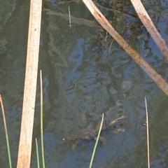 Potamogeton ochreatus at Paddys River, ACT - 8 Apr 2023 11:48 AM