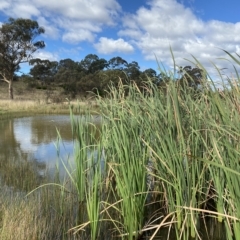 Typha sp. (Cumbungi) at Paddys River, ACT - 8 Apr 2023 by Tapirlord