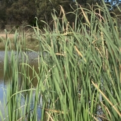 Typha sp. at Paddys River, ACT - 8 Apr 2023