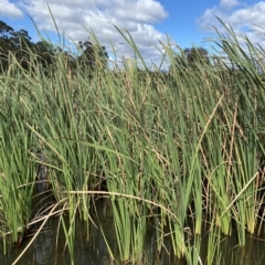 Typha sp. at Paddys River, ACT - 8 Apr 2023