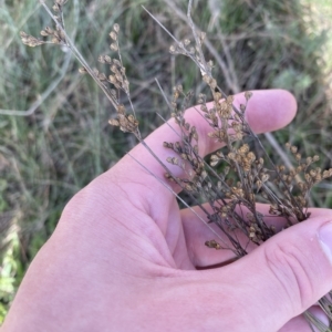Juncus subsecundus at Paddys River, ACT - 8 Apr 2023