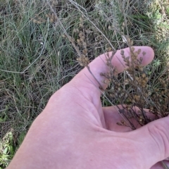 Juncus subsecundus at Paddys River, ACT - 8 Apr 2023