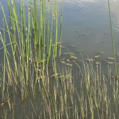 Ottelia ovalifolia at Paddys River, ACT - 8 Apr 2023