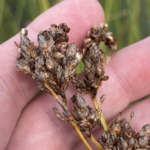 Schoenoplectus validus at Paddys River, ACT - 8 Apr 2023