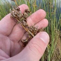 Schoenoplectus tabernaemontani at Paddys River, ACT - 8 Apr 2023 11:46 AM