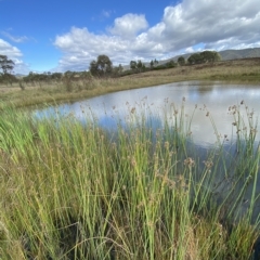 Schoenoplectus tabernaemontani at Paddys River, ACT - 8 Apr 2023 11:46 AM