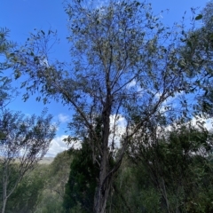 Eucalyptus pauciflora subsp. pauciflora at Paddys River, ACT - 8 Apr 2023