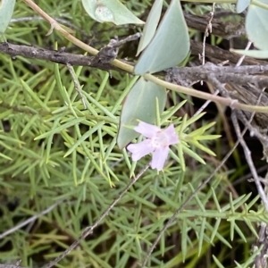 Westringia eremicola at Paddys River, ACT - 8 Apr 2023 11:18 AM