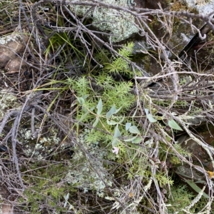 Westringia eremicola at Paddys River, ACT - 8 Apr 2023