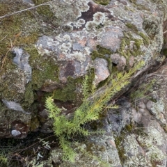 Westringia eremicola at Paddys River, ACT - 8 Apr 2023