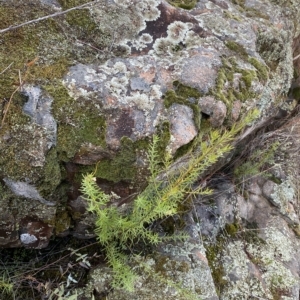 Westringia eremicola at Paddys River, ACT - 8 Apr 2023