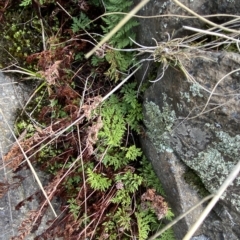 Cheilanthes austrotenuifolia (Rock Fern) at Bullen Range - 8 Apr 2023 by Tapirlord