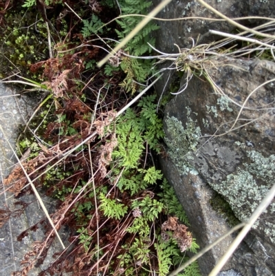 Cheilanthes austrotenuifolia (Rock Fern) at Paddys River, ACT - 8 Apr 2023 by Tapirlord