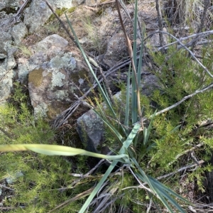 Dianella sp. aff. longifolia (Benambra) at Paddys River, ACT - 8 Apr 2023