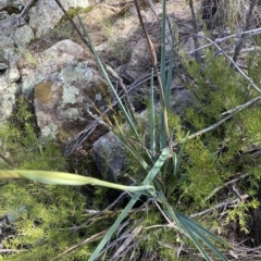 Dianella sp. aff. longifolia (Benambra) at Paddys River, ACT - 8 Apr 2023