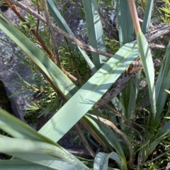 Dianella sp. aff. longifolia (Benambra) at Paddys River, ACT - 8 Apr 2023