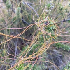 Cassytha pubescens (Devil's Twine) at Paddys River, ACT - 8 Apr 2023 by Tapirlord