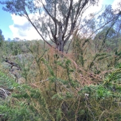 Cassytha pubescens at Paddys River, ACT - 8 Apr 2023