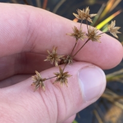 Juncus prismatocarpus (Branching Rush) at Bullen Range - 8 Apr 2023 by Tapirlord