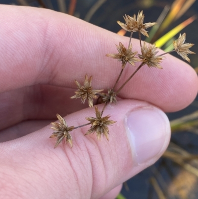 Juncus prismatocarpus (Branching Rush) at Bullen Range - 8 Apr 2023 by Tapirlord