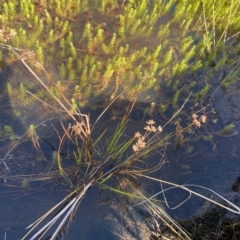 Juncus prismatocarpus at Paddys River, ACT - 8 Apr 2023 11:00 AM