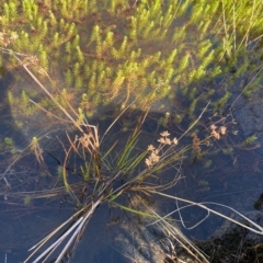 Juncus prismatocarpus at Paddys River, ACT - 8 Apr 2023