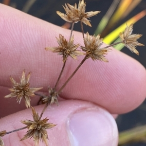 Juncus prismatocarpus at Paddys River, ACT - 8 Apr 2023 11:00 AM